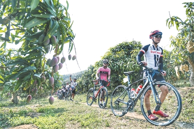 “三亚芒果”百公里骑行活动举行  500名骑行达人展开竞技比拼