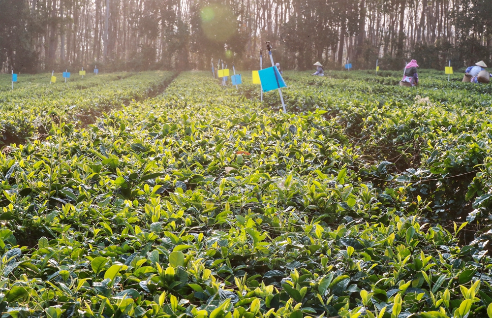 白沙黎族自治县启动国际茶日系列活动 茶旅融合激发消费新活力